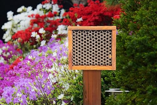 Miniatura 4 de Mason Bee House - Colmena de abejas recubierta de cera, casa de abejas carpinteras para el jardín, hotel de abeja solitaria impermeable, caja de