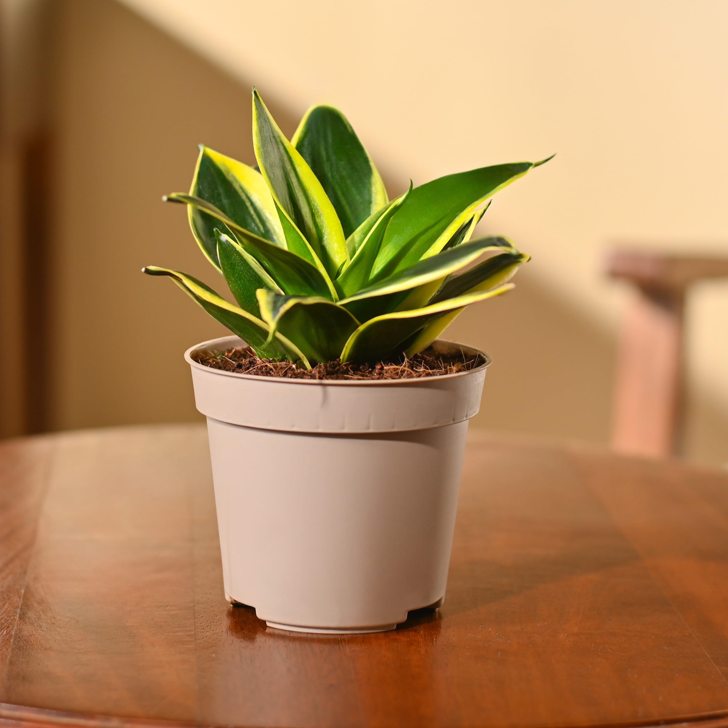 Ugaoo Golden Hahnii Snake Plant - Live & Easy Care -1 Ugaoo Golden Hahnii Snake Plant - Live & Easy Care -1