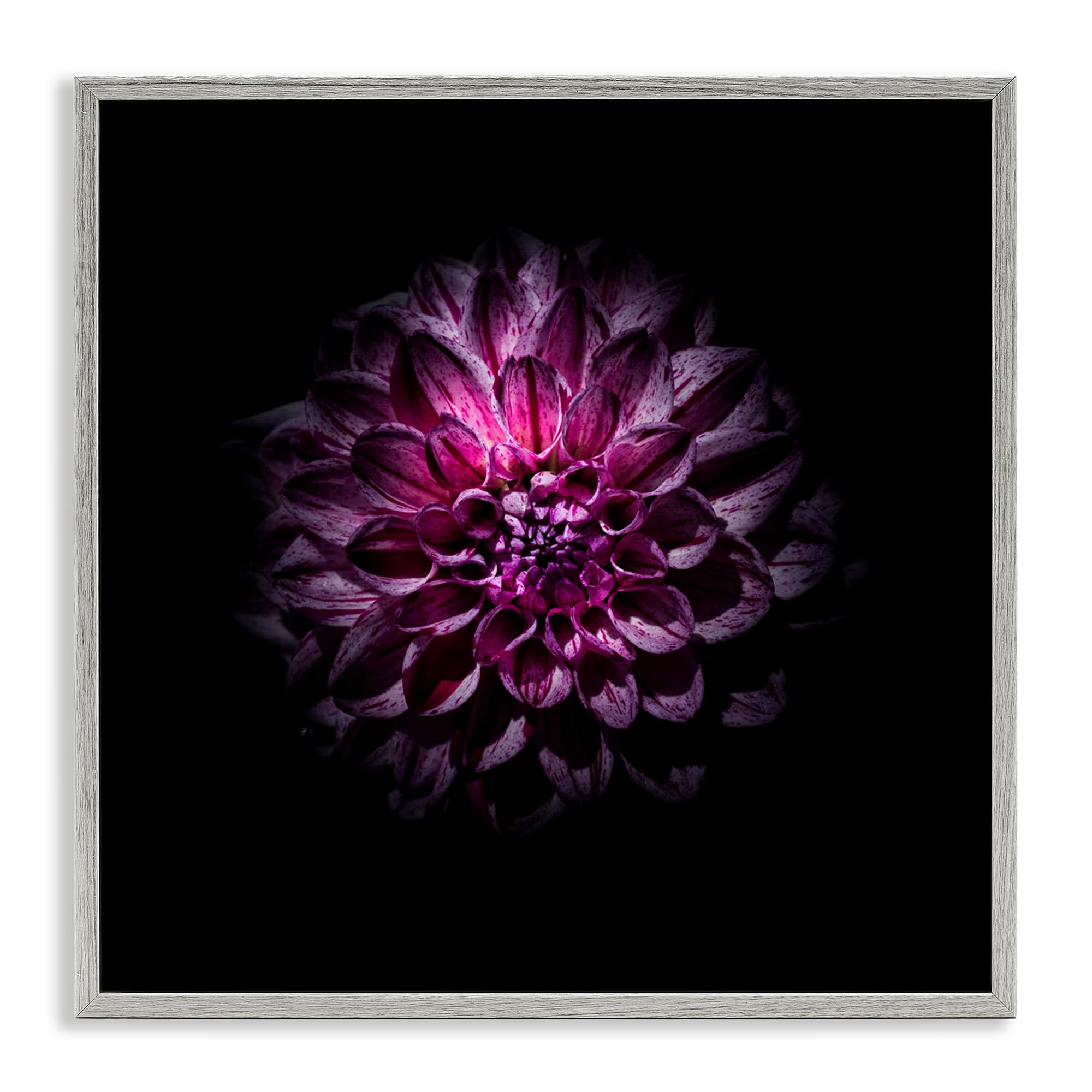 Dahlia violet contemporain photo giclée encadrée Stupell 61cm