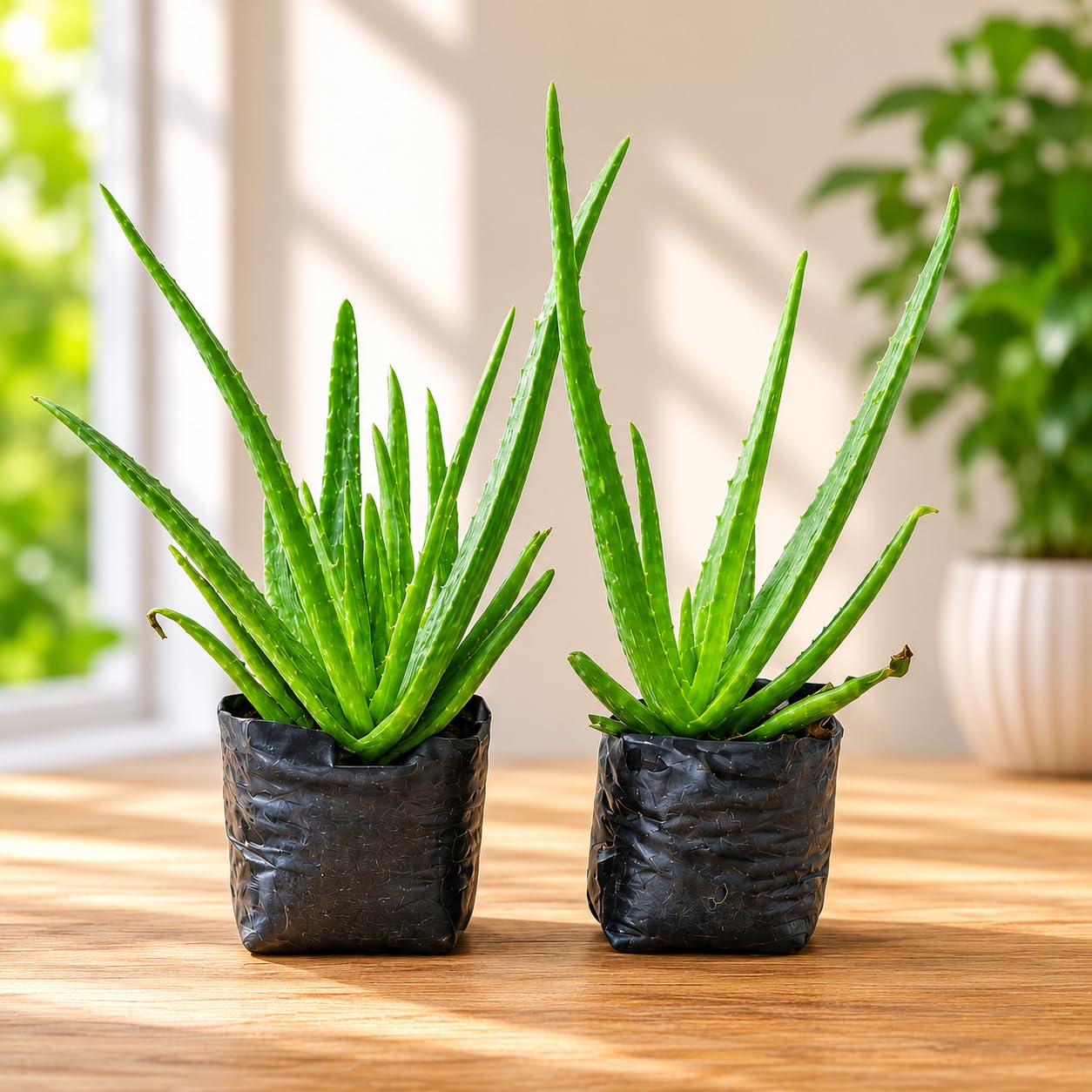 Aloe Vera Plant Sapling, Pack of 2, Without Pot, Outdoor Plant-image-48