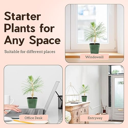 Miniatura 3 de My Shelfie - Árbol bonsái de pino negro japonés, árbol bonsái alto, plantas vivas para jardín exterior o interior, maceta de 2 pulgadas