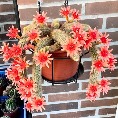 Miniatura 5 de Planta viva de cactus de cola de mono, cactus arrastrado, suculenta colgante para plantar, en maceta de 2 pulgadas