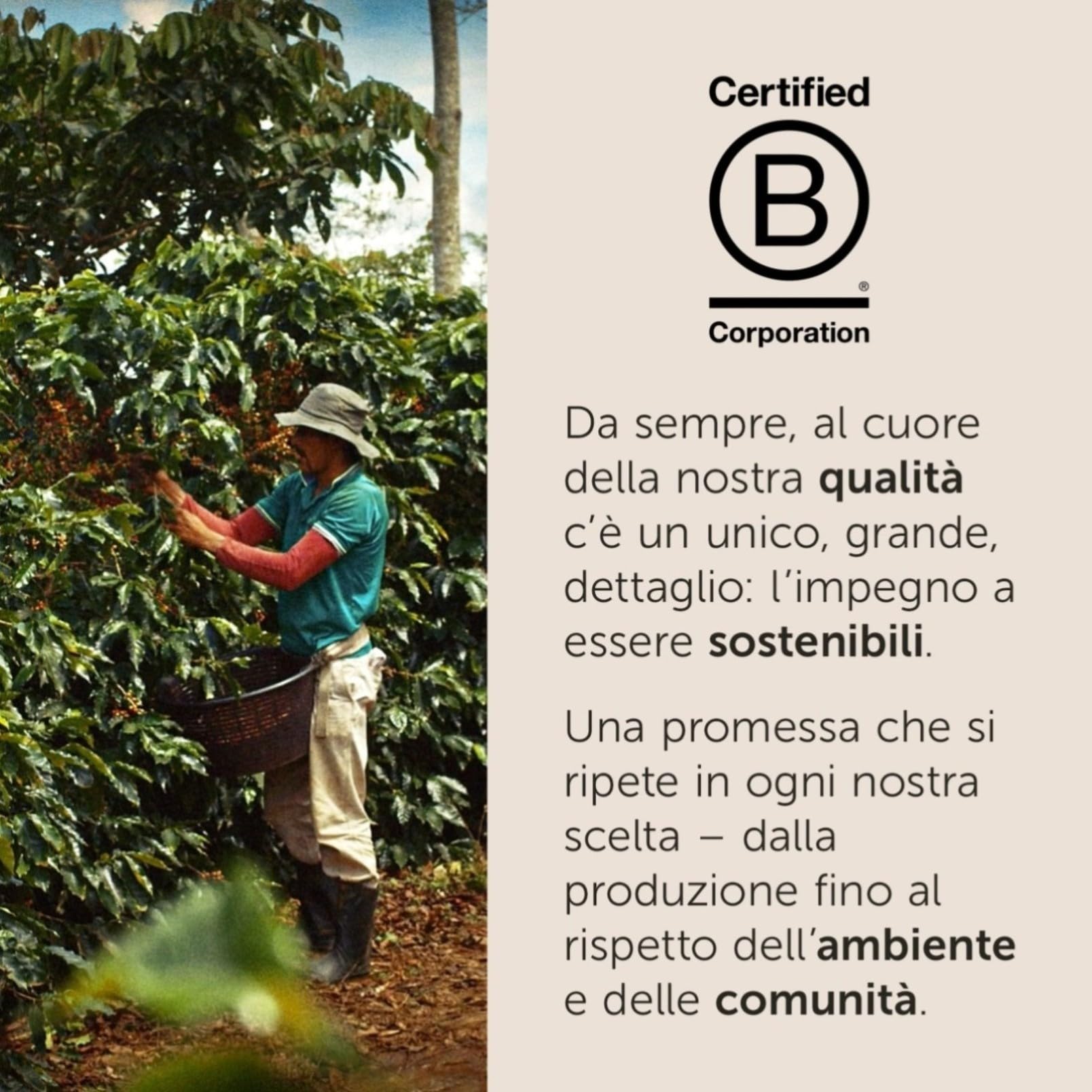 illy, Gemahlener Kaffee für Röstkaffee, klassisch, 12 Dosen à 185 g | 100% Arabica mit Noten von Orangenblüten und Jasmin, weicher Geschmack und süßem Nachgeschmack