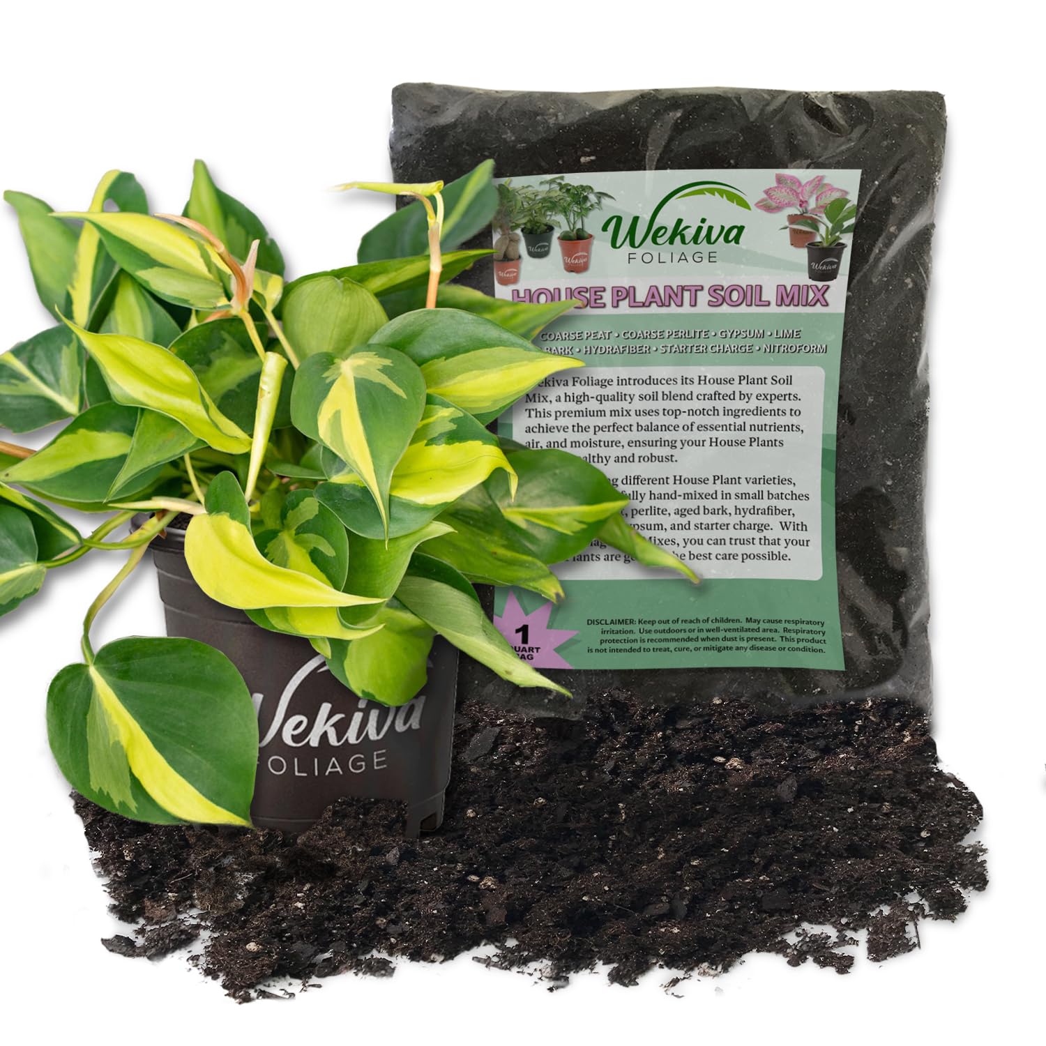 Amazon.com : Brasil Philodendron and Soil Mix Combo - Live Plant in a 4  Inch Pot with 1 Quart HousePlant Soil Mix - Philodendron Erubescens with  Custom Soil Blend : Patio, Lawn & Garden