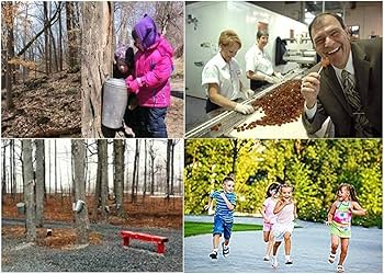 Amazon.com : Les BONBONS Richard Maple Syrup Lollipops 20g