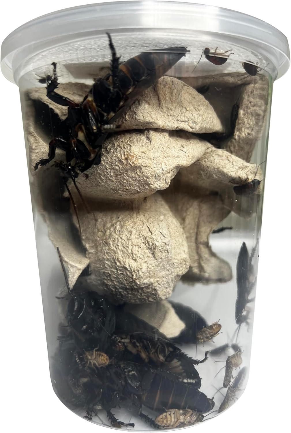 Adult Live Gromphadorhina sp. “Black Tiger Hissing Cockroach” Breeding Pair - 1 Male & 1 Female - Exo-Morphs