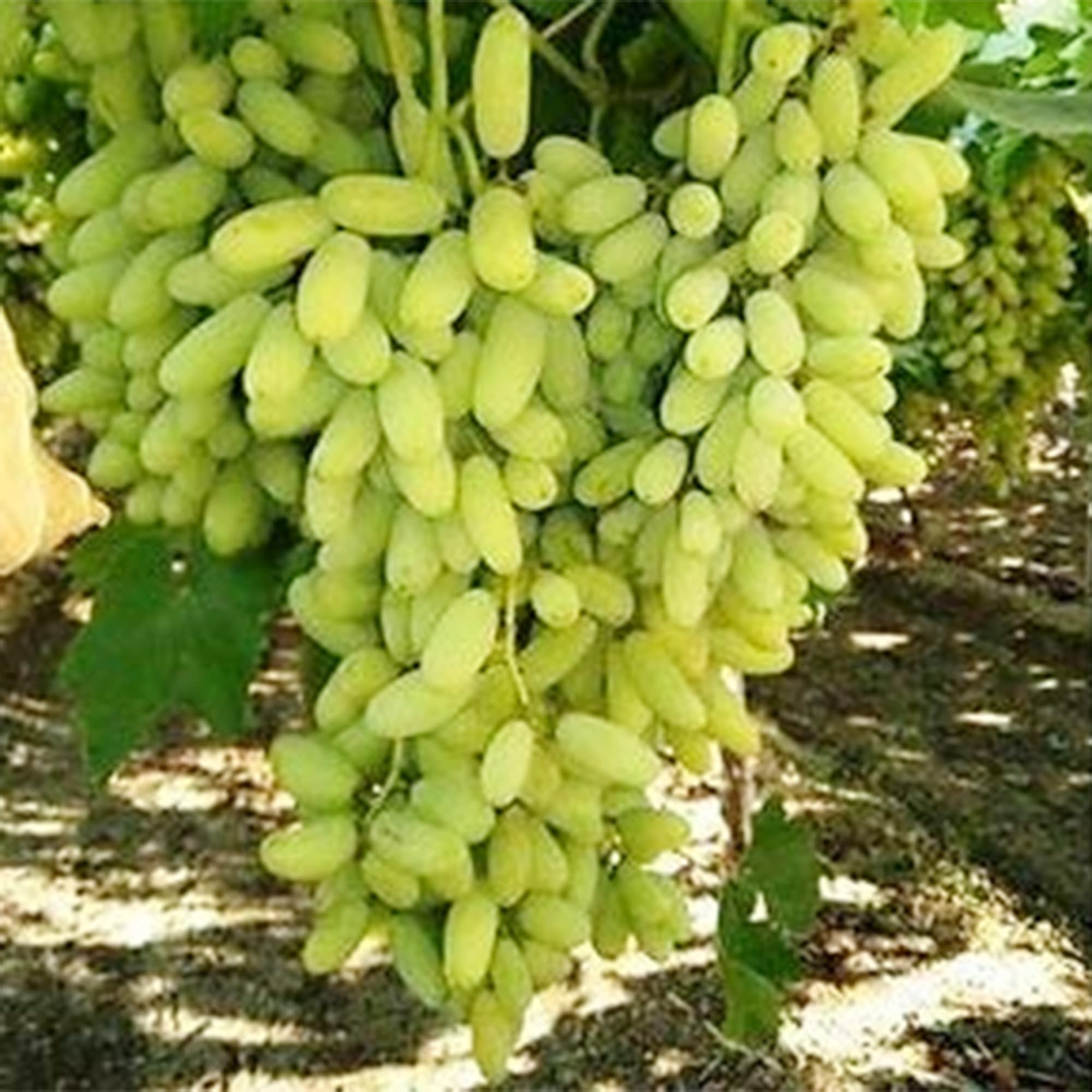 Amazon.com: QAUZUY GARDEN 15 個綠色手指葡萄籽(葡萄藤) - 優質