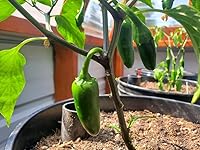 Review Image by J. Whiteside J. Whiteside