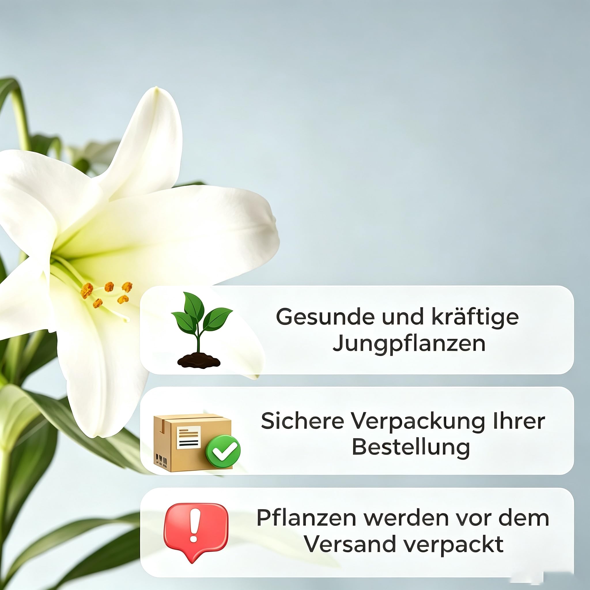 Einzigartige Exklusive Lilienzwiebeln| Frostresistent, Pflegeleicht, Für Alle Arten von Gärten-10 Wurzeln-J