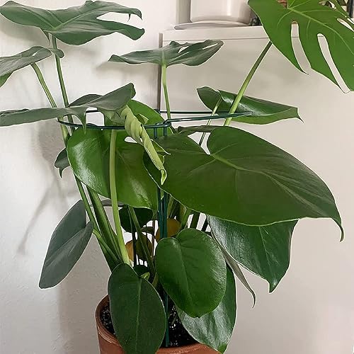 Miniatura 5 de TCBWFY Paquete de 10 estacas de soporte para plantas de peonía, 10 pulgadas de ancho, 16 jaulas de peonía de alta resistencia y soporte, soportes de