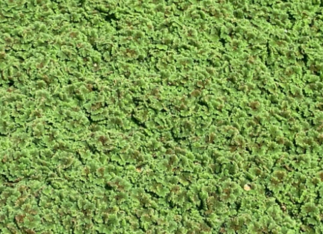 Amazon.com : Azolla, Water Plant, Aquatic Plant (4, 2