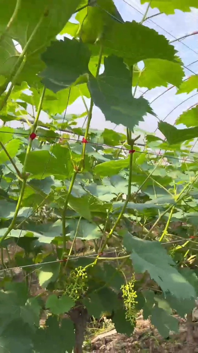 Máquina de atar plantas con accesorios miniatura 7