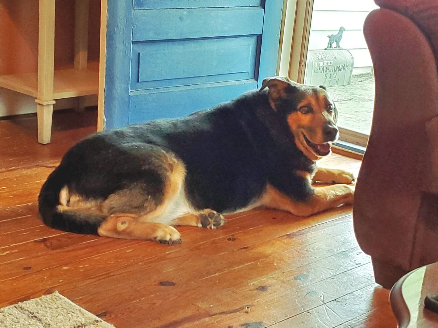 Nutramax Cosequin for Dogs Joint Health Supplement, Contains Glucosamine, Plus Chondroitin, MSM and Omega-3s, Supports Joint and Skin and Coat Health, Soft Chews, 120 Count photo review