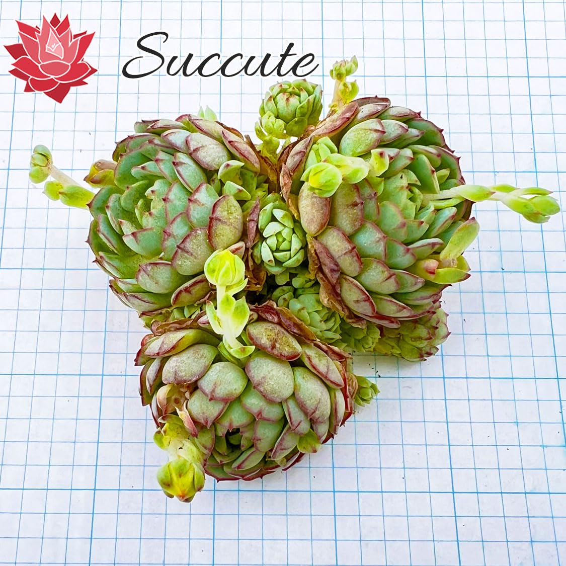 Amazon.co.jp: 【Succute】エケベリア 多肉植物 韓国カット苗 Amazon.co.jp: 【Succute】エケベリア 多肉植物 韓国カット苗