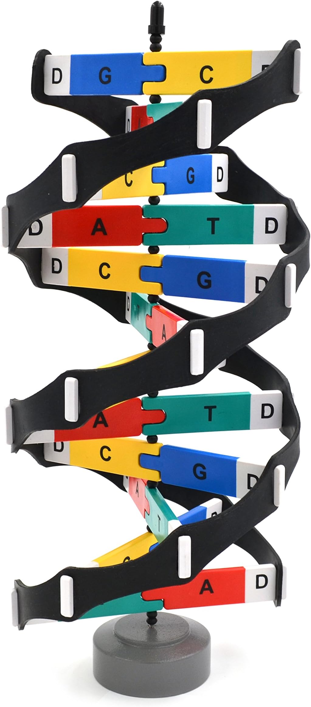 hBARSCI - DNA Model Kit with Rotating Double Helix Stand - 3D 18” Tall Molecular Biology Tool with Snap-Together Base Pairs for Genetics, Biology, Science Labs, Education