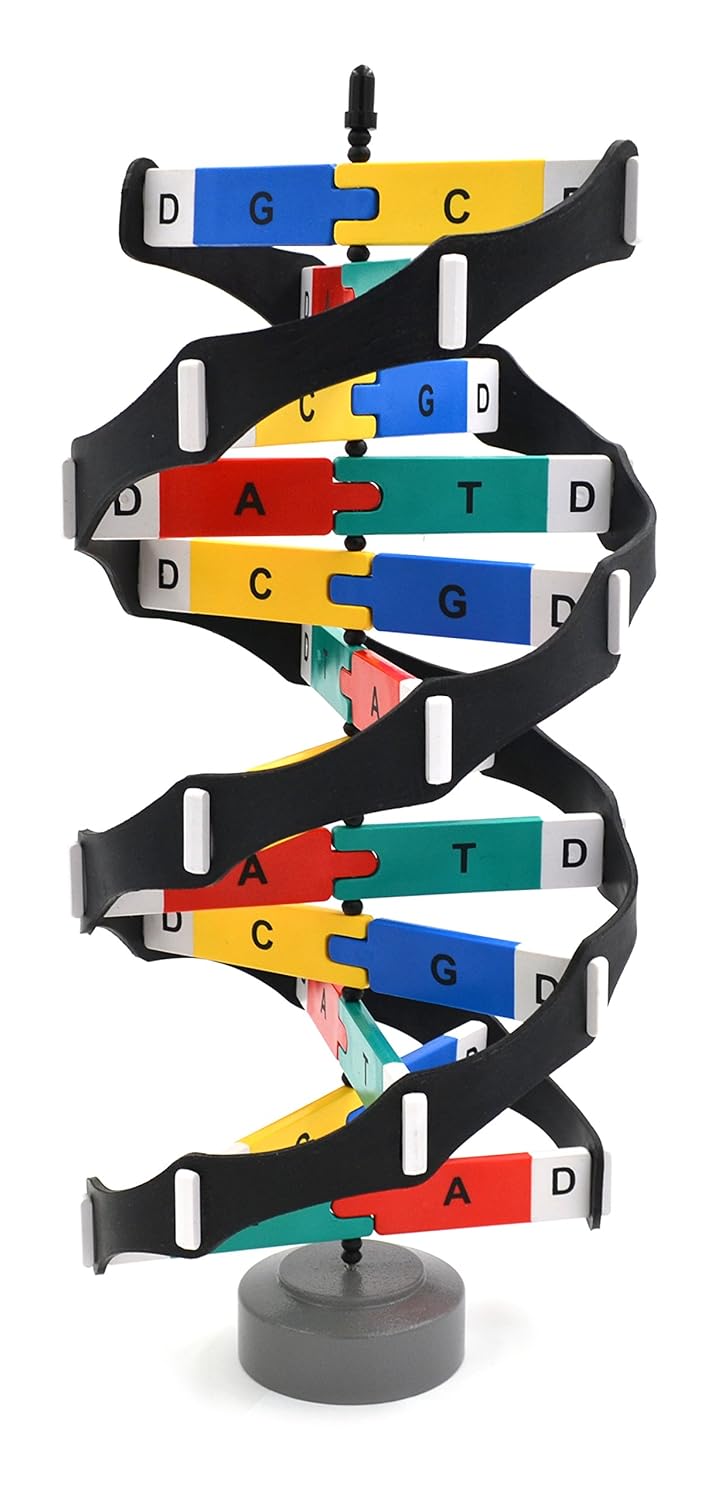 hBARSCI - DNA Model Kit with Rotating Double Helix Stand - 3D 18” Tall Molecular Biology Tool with Snap-Together Base Pairs for Genetics, Biology, Science Labs, Education