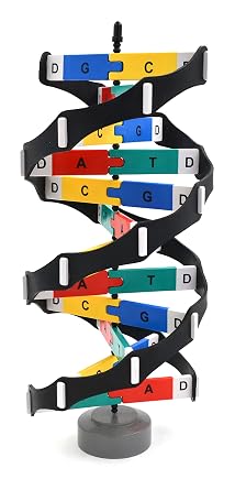 hBARSCI - DNA Model Kit with Rotating Double Helix Stand - 3D 18 Tall Molecular Biology Tool with Snap-Together Base Pairs for Genetics, Biology, Science Labs, Education