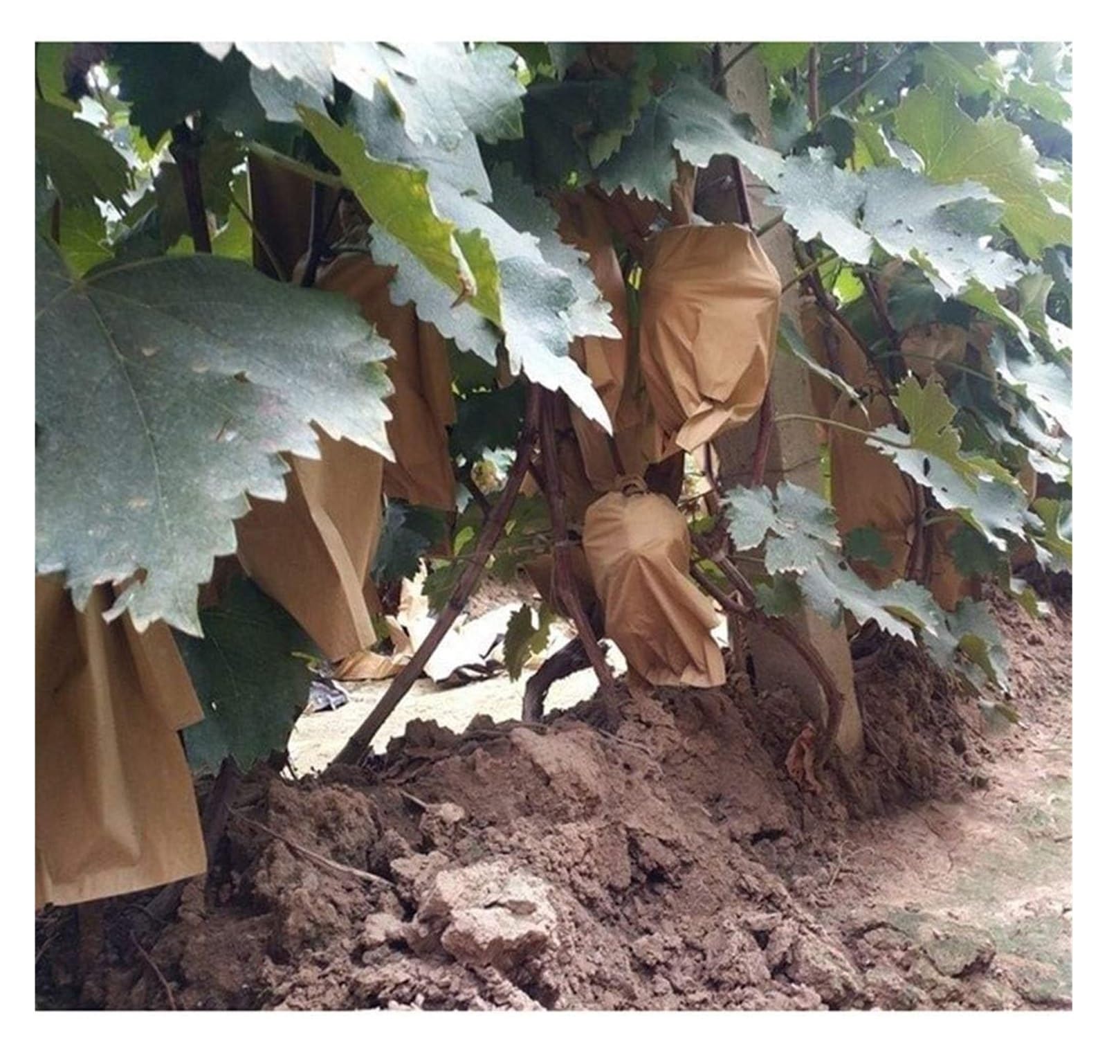 Bolsas Protectoras contra Insectos para Uvas, Bolsas Impermeables de Doble Capa for Cultivo hortalizas, Malla antipájaros for Control plagas agrícolas, 100 Unidades(15cmx18cm)