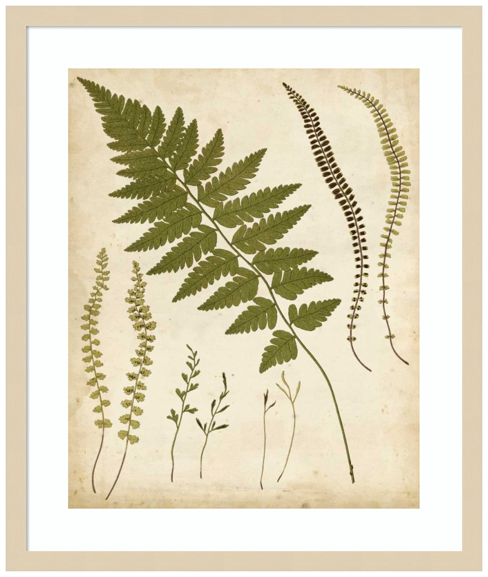Amanti Art Framed Wall Art Print 25x21 Fern Portfolio II by Francis Heath, Nature Wall Art, Vintage Decor, Medium Poster Painting Artwork for Living Room, Bedroom, Bathroom, Kitchen, Office or