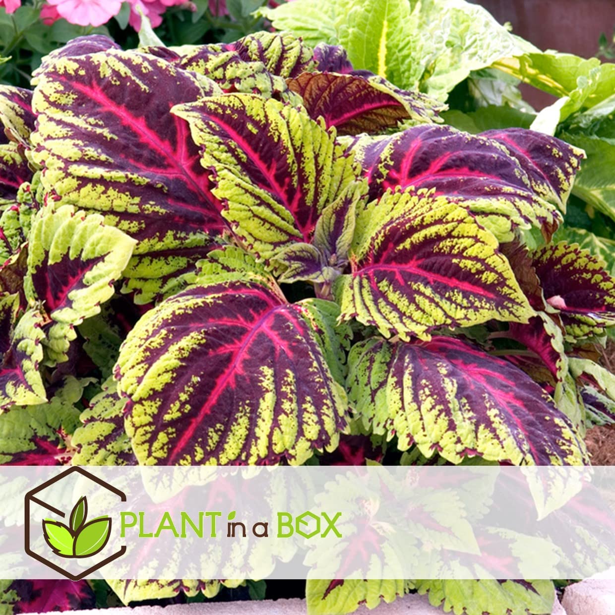 Plant in a Box - Coleus - 3er Set - Brennnessel - Zimmerpflanze echt mit  verschiednen Farben - Topf 13cm - Hhe 25-40cm : Amazon.de: Garten