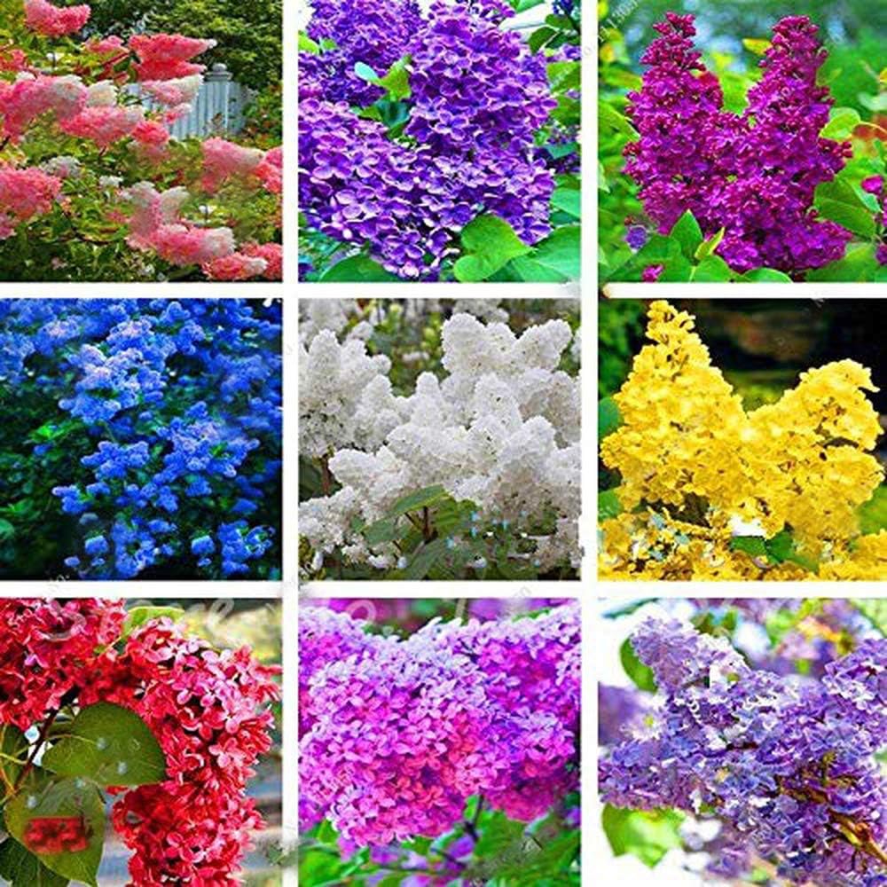 See full amazon price history chart for 50+ Mixed Lilac Tree Seeds Fragrant Flowers Flower Perennial Bush Dwarf Plants 50+ Mixed Lilac Tree Seeds Fragrant Flowers Flower Perennial Bush Dwarf Plants (B0CC6H1ZGL) Amazon Price History, Amazon Price Tracker