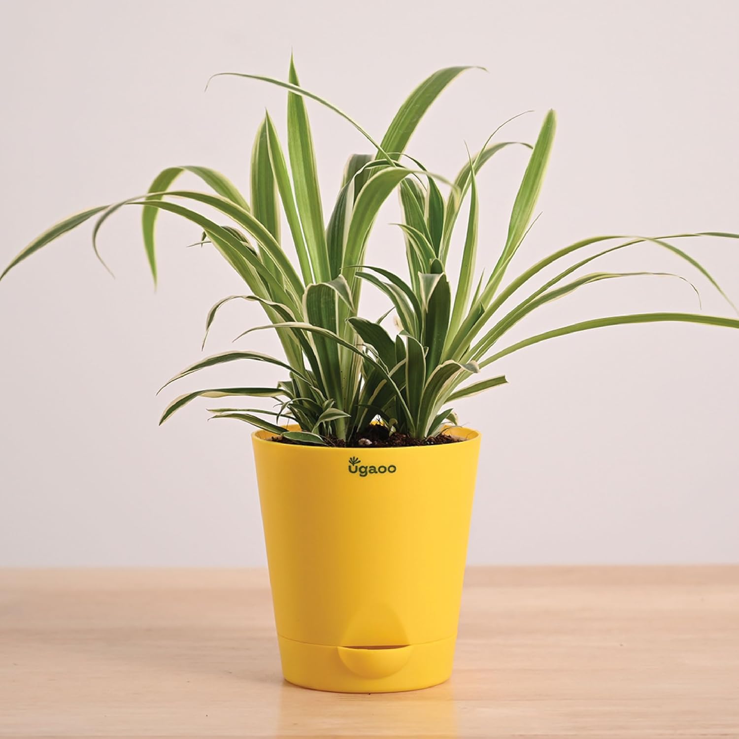 UGAOO Spider Plant Indoor Live with Self Watering Pot (4 Inch - Small)