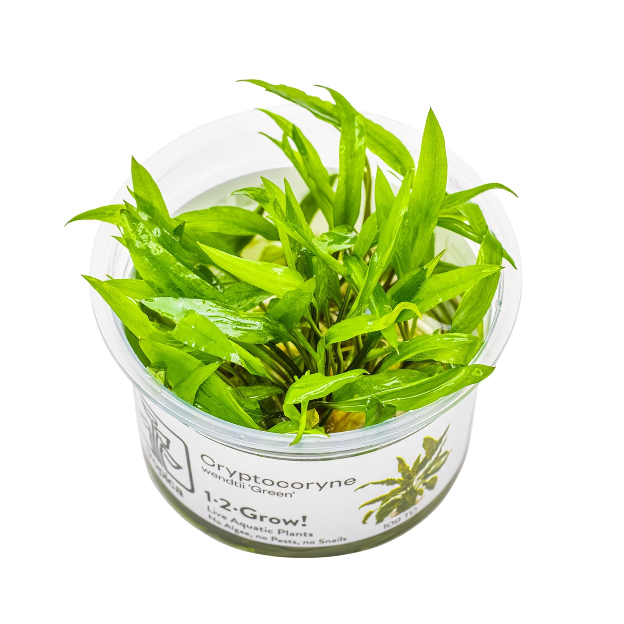 Tropica - Cryptocoryne wendtii 'Green' 1-2 Grow ! - Live aquarium plant