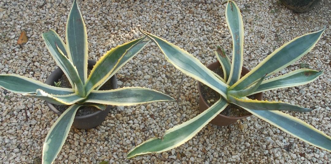 【現品】アガベ　大株　アメリカーナ（竜舌蘭）② リュウゼツラン 竜舌蘭 斑入り アガベ アメリカーナ 2株セット アガベ