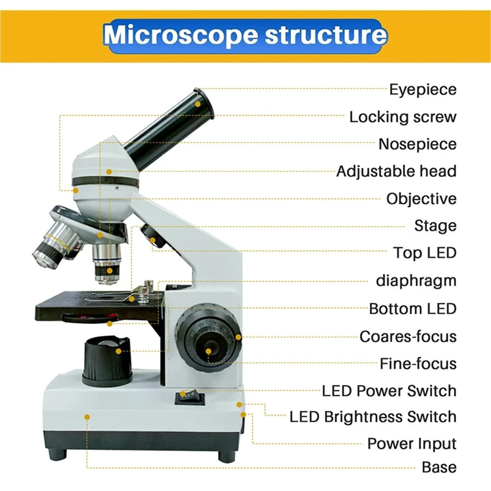 Microscopio Microscopios biológicos 100X-1600X, compuestos con portaobjetos y adaptador de teléfono for niños, estudiantes laboratorios
