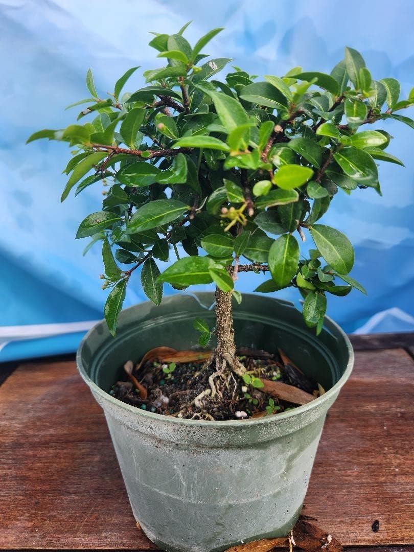 Indoorbonsaiandexotics Dwarf Barbados Cherry Tree in 6inch