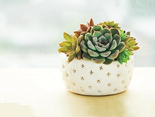 Miniatura 5 de Activa Activ-Clay, arcilla natural autoendurecida al aire, color negro, 2.2 libras (2.2 lbs), gran arcilla multiusos para arte, manualidades y