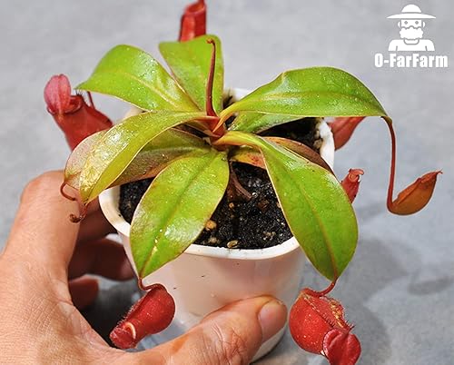 Miniatura 5 de O-FarFarm Mezcla de suelo para plantas carnívoras de 1 cuarto de galón, mezcla de perlita de musgo de turba Sphagnum 11, suelo carnívoro para