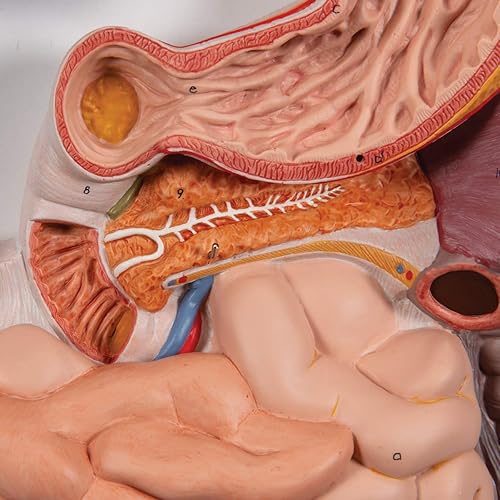 Miniatura 5 de 3B Scientific Sistema digestivo K21 3 parte - 3B Smart Anatomy