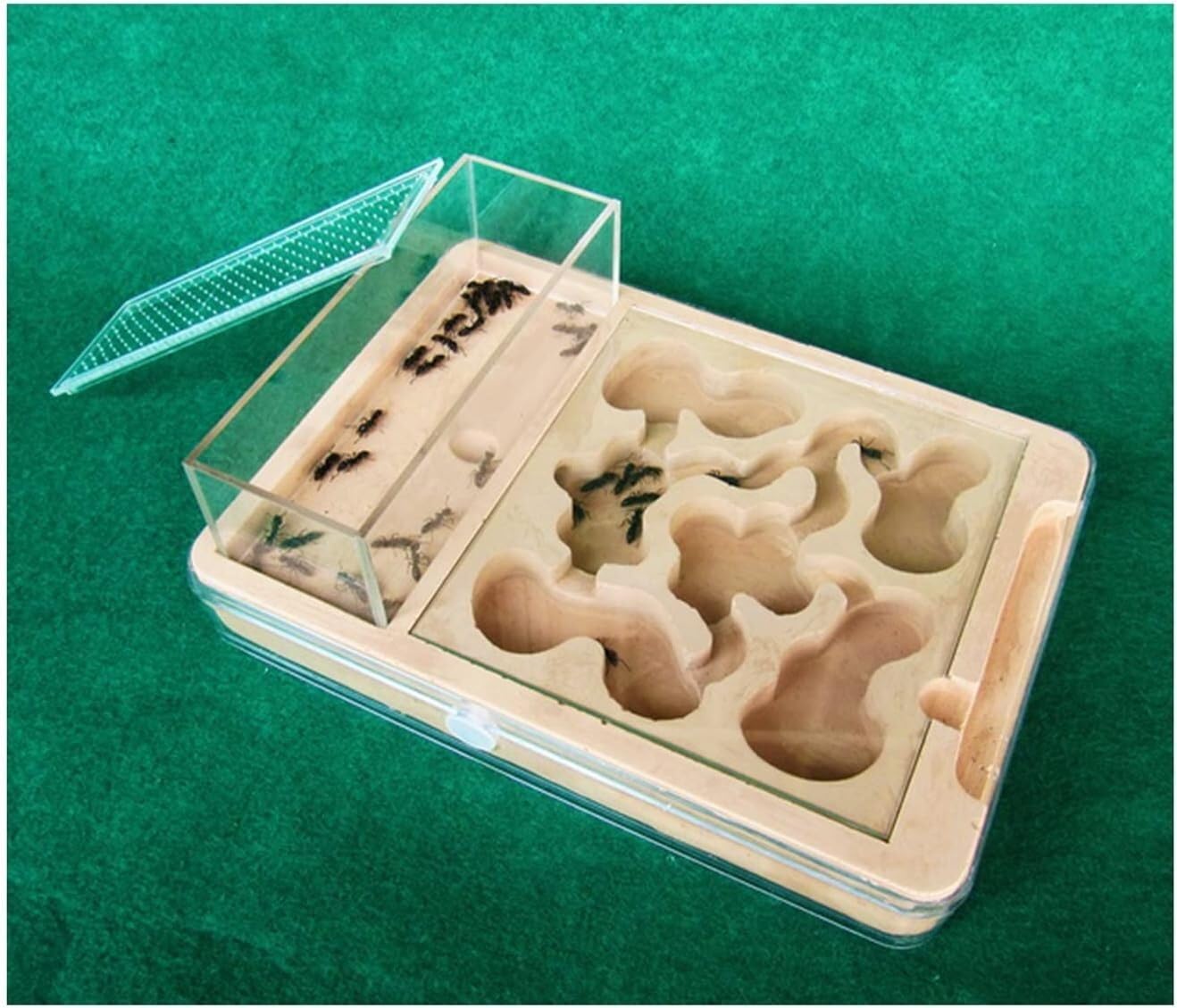 Stereoskopische Acrylbeobachtung Nest Transparentes Ameisennest aus PP-Kunststoff, Ameisenburg, Ameisenzuchtkasten, Ameisenvilla, Ameisenfütterungskasten, wissenschaftliches Experiment zur Ameisenfors
