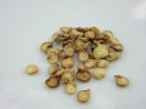 1141A-Semillas de pimienta habanero blanca peruana (Capsicum chinense) de Robsrareandgiantseeds UPC0764425787655 Super Hot Non-GMO,Organic,Historic