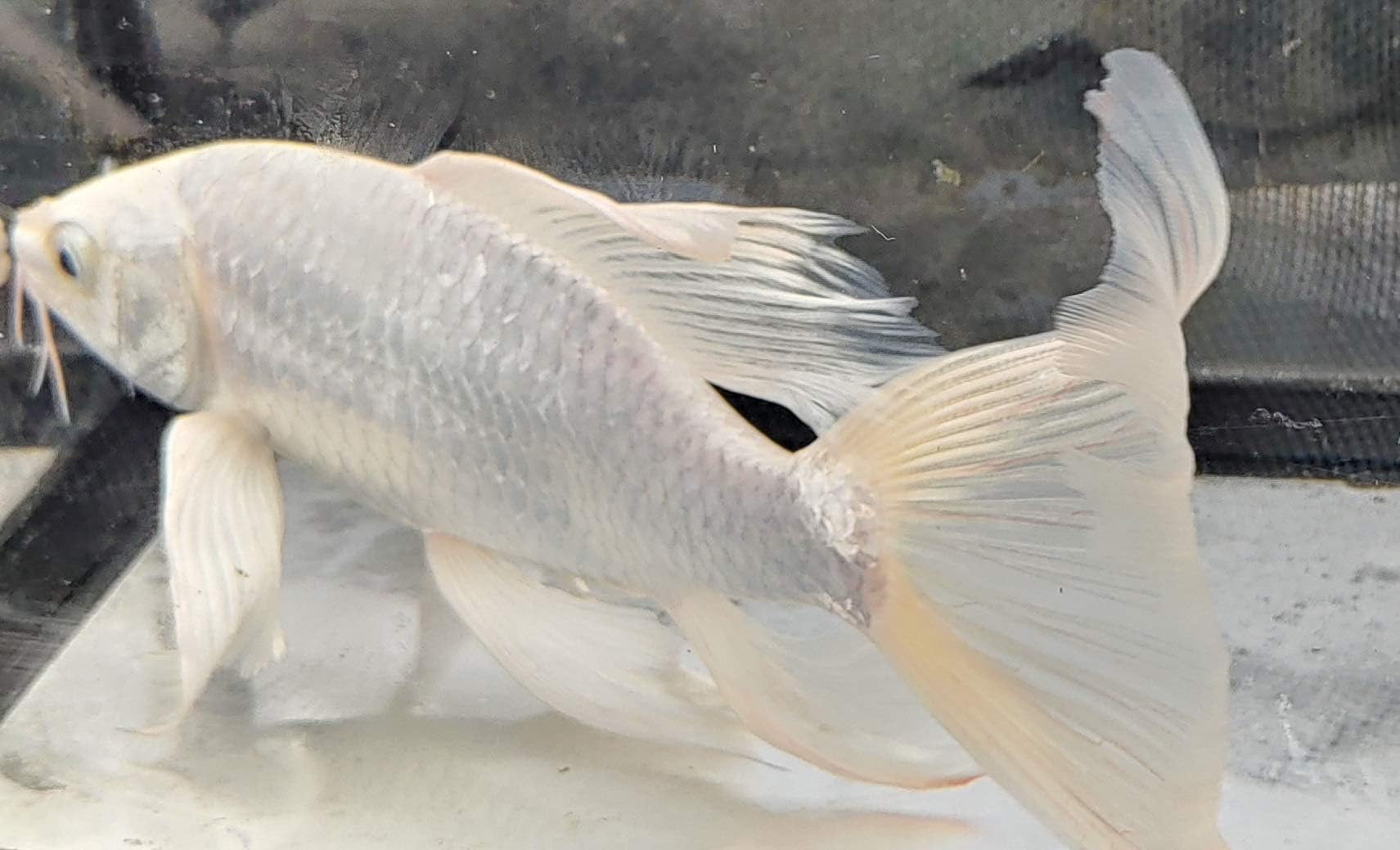 Quinn's Fins Platinum Butterfly Koi 3"""