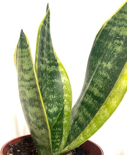 Miniatura 3 de Generic Sansevieria Snake Plant Superba - Paquete de 3 macetas de 4 pulgadas. Planta de serpiente viva, Sansevieria trifasciata Superba, planta de