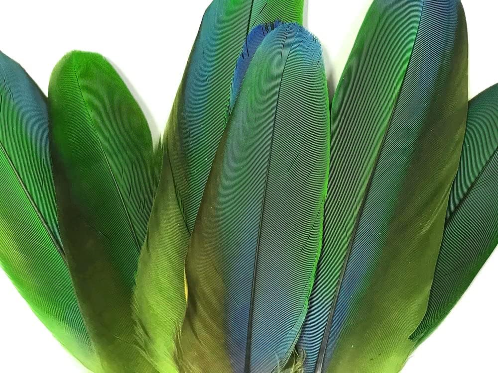 Moonlight Feather | 4 Pieces - Iridescent Green and Yellow Greenwing Macaw Soft Wing Feathers -Rare-