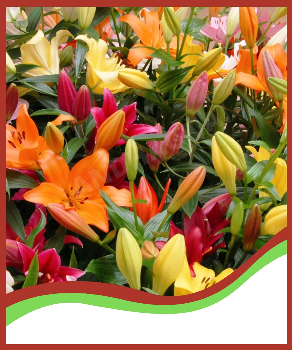 ANDHAGNAI GREENS Asiatic Lily Lillium Flower Bulbs (Pack Of 3, Multicolour)