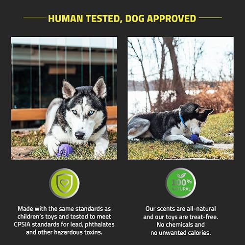Miniatura 5 de Playology Silver - Juguete dental para perros, mediano  diseñado para perros mayores (15-35 libras)  Aroma de salchicha de cerdo totalmente natural