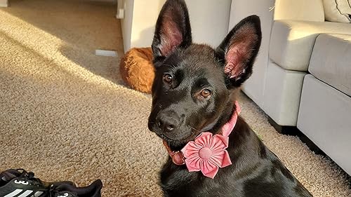 Miniatura 5 de Elegant little tail Collar de perro rosa para hembras, collar de mascota ajustable con regalo de flores para perros pequeños y gatos