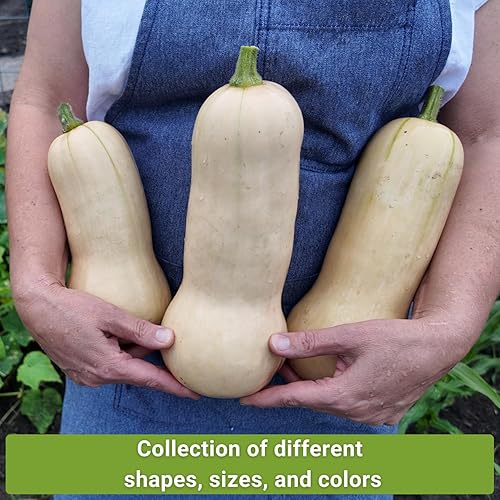 Miniatura 3 de Sow Right Seeds - Colección de semillas de calabaza de invierno para plantar - Mesa de espaguetis, Waltham Butternut y Bellota Semillas de calabaza