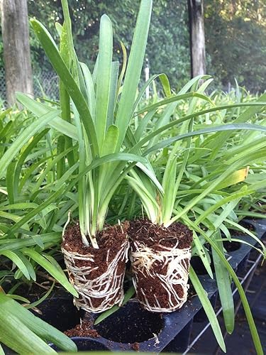 Miniatura 8 de Agapanthus Lily Of The Nile QTY 60Plantas de Live Groundcover