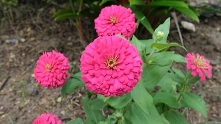 Customer Image, click to open customer review