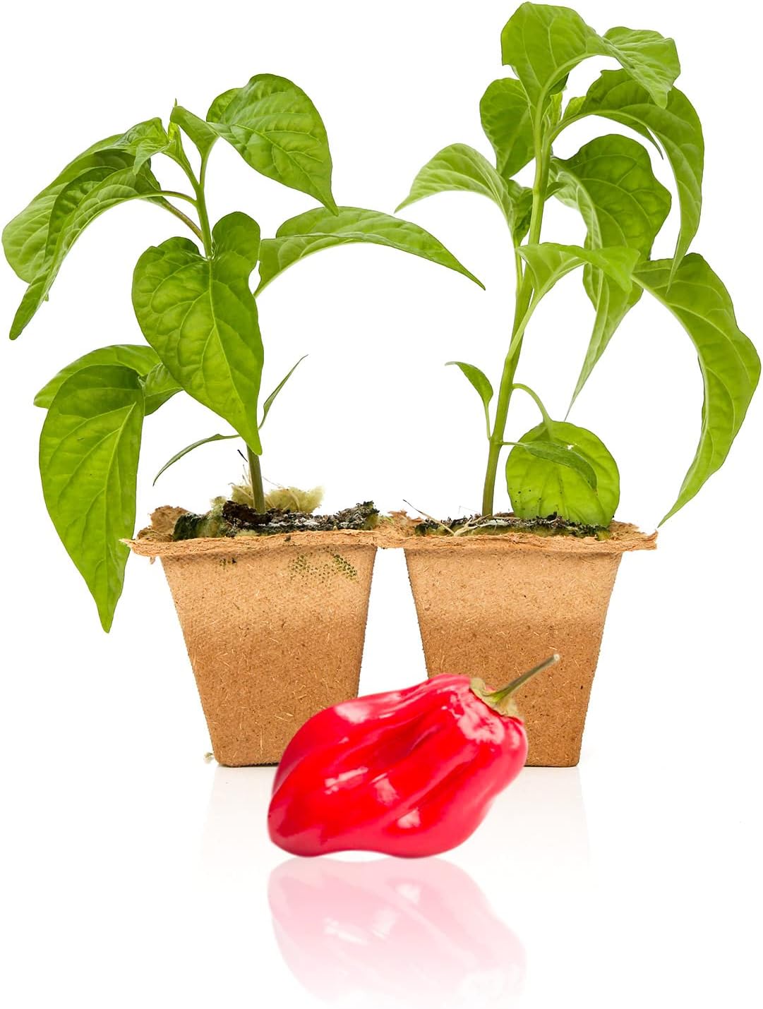 Pepper Joe’s Red Savina Habanero Pepper Plants 2 Live