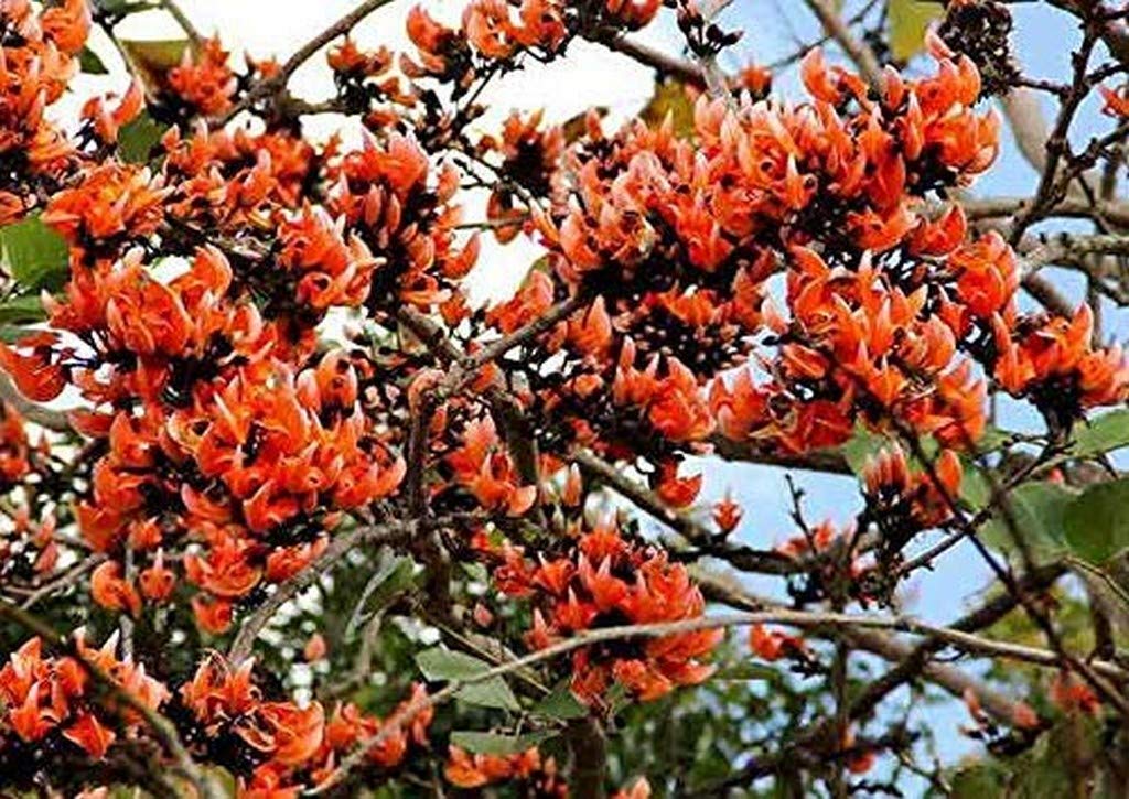 Creative Farmer Plants Live Palash/Flame Of The Forest/Tesu/Butea Monosperma Medicinal Plant (B08Q8N34V1) Amazon Price History, Amazon Price Tracker