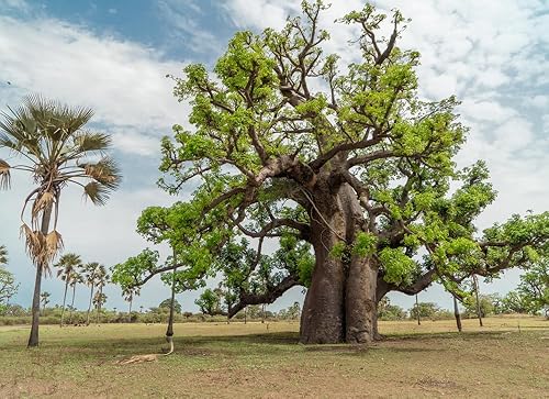 Miniatura 2 de 6 semillas de baobab (Adansonia) - Semillas de árbol Baobab (árbol de rompecabezas de mono) - Planta tropical exótica rara