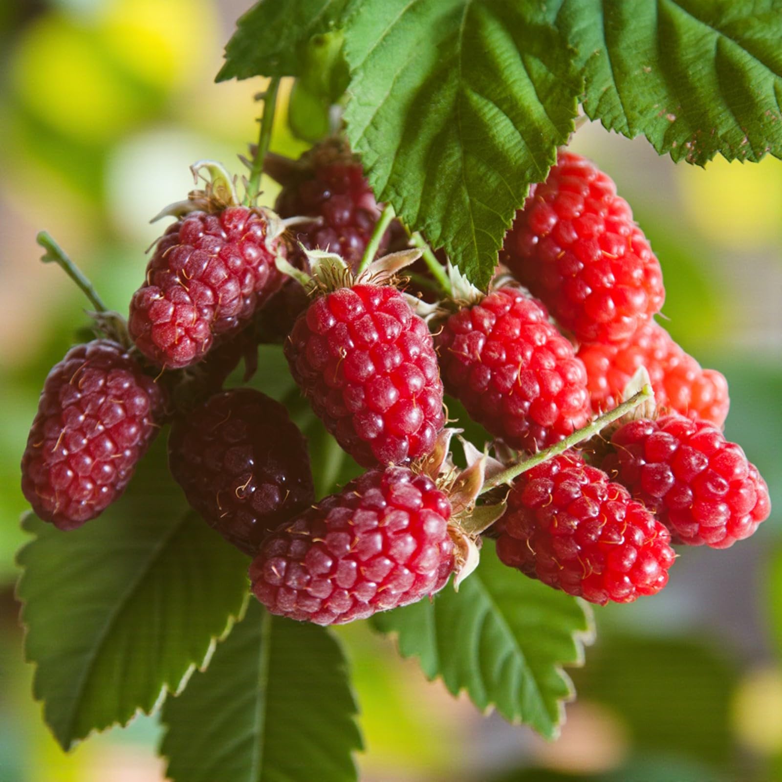 Carbeth Plants 2X Tayberry Fruit Plant in 9cm Pot