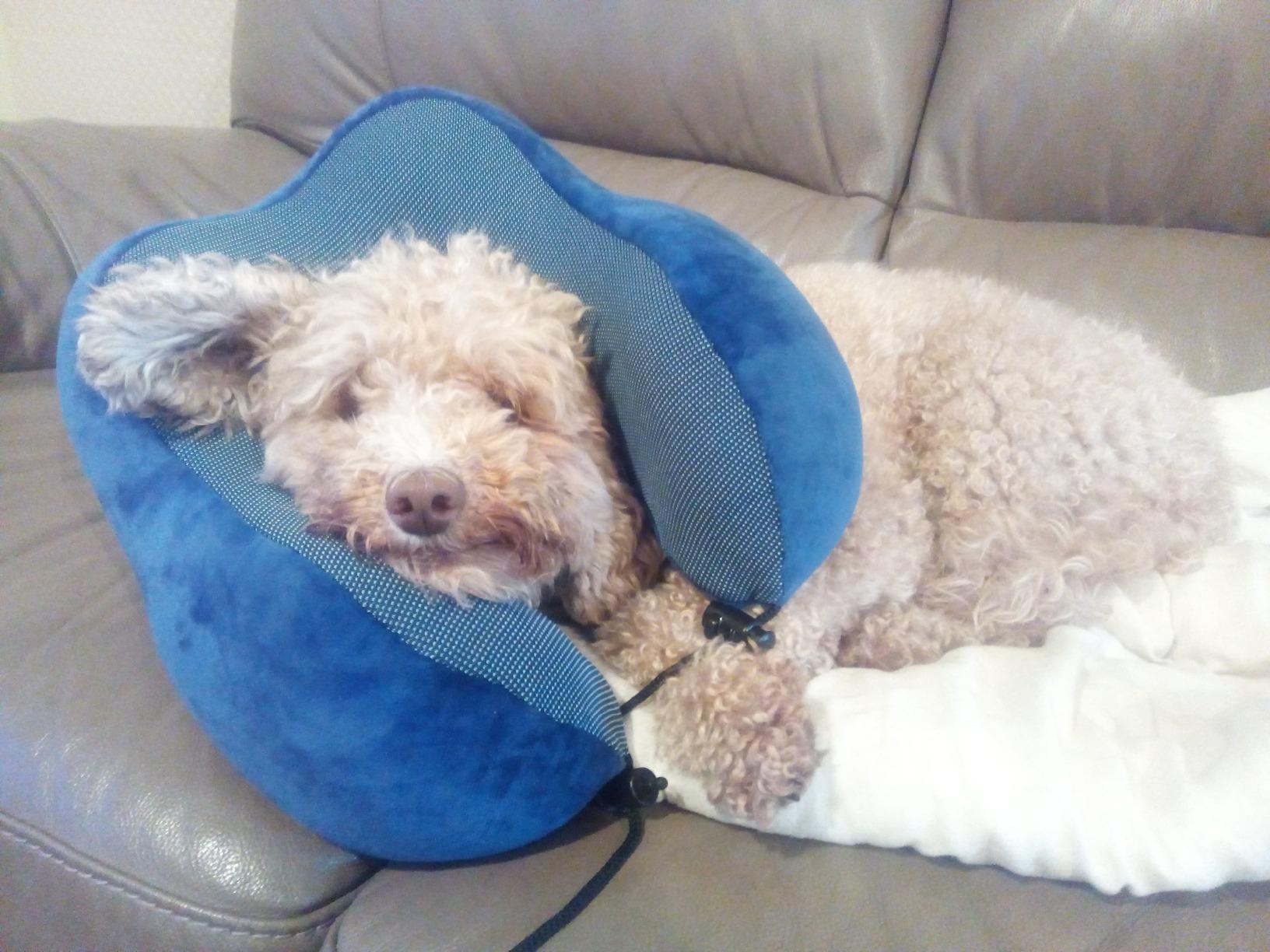 Hazel approves! Excellent neck pillow!