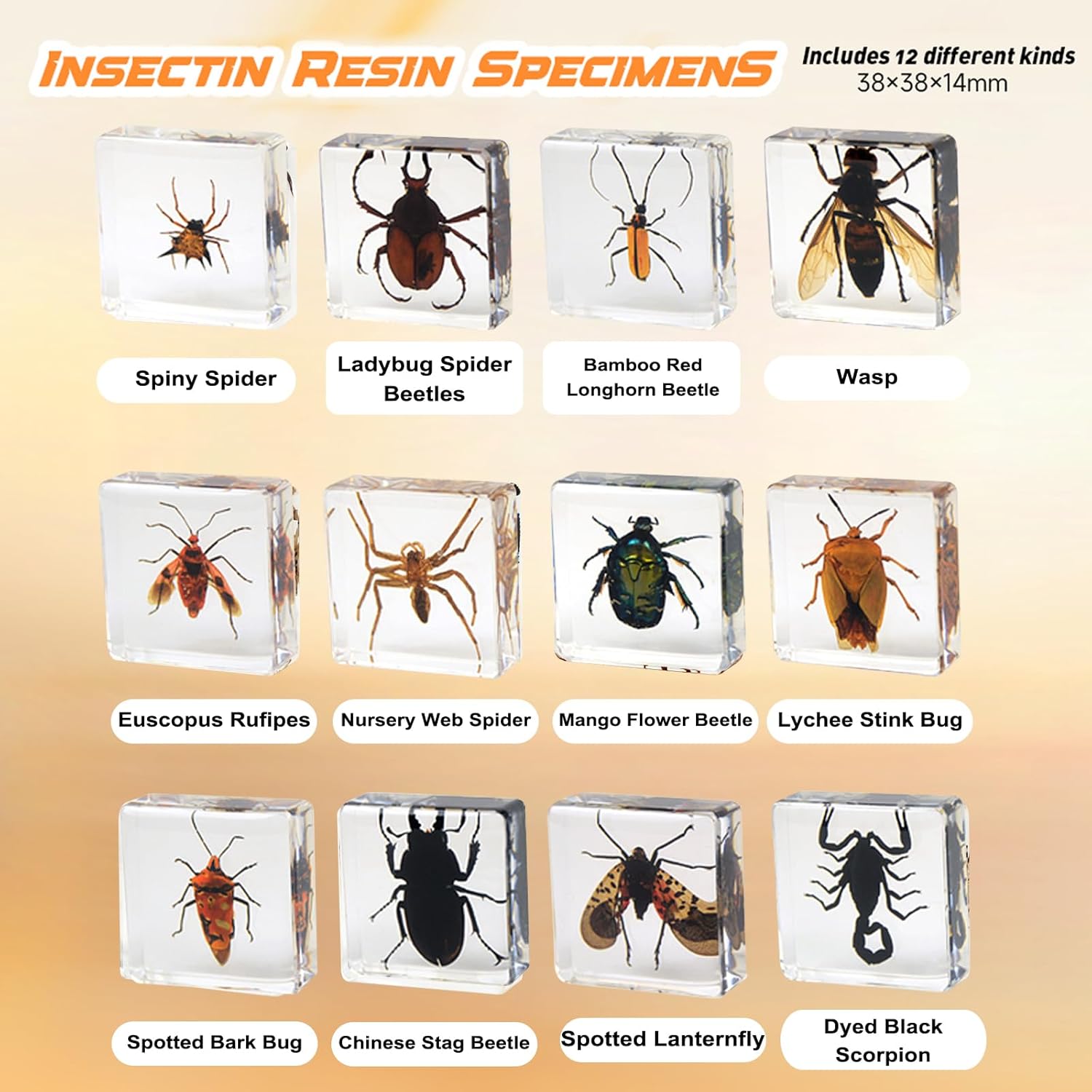 12 Pcs Insect in Resin Specimen Bugs Collection Paperweights, Resin Insects Specimen Frame Decoration for Tabletop Wall Art Decoration Scientific Educational Display Supplies (12 PCS Insects)